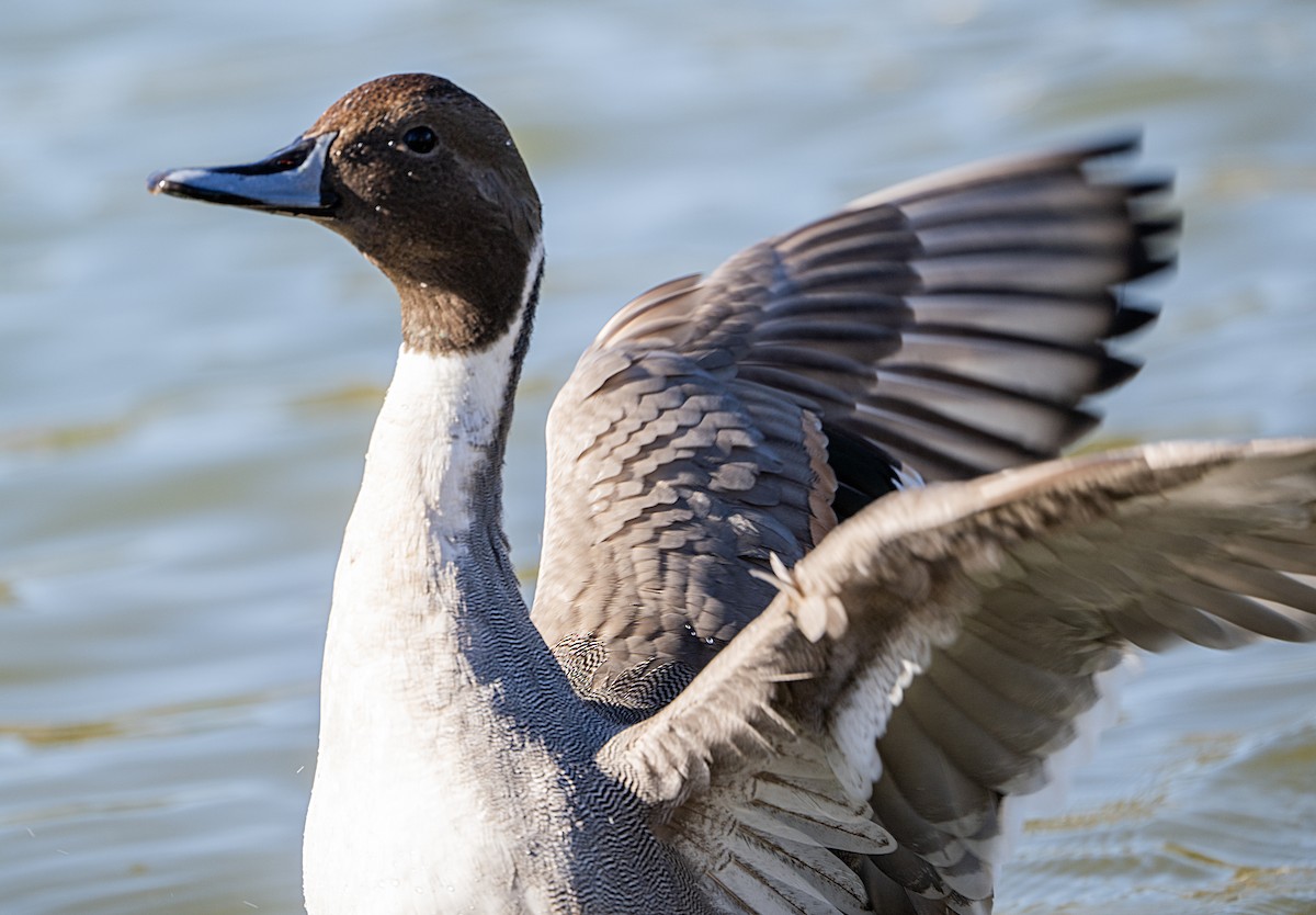 Codone - ML646146615