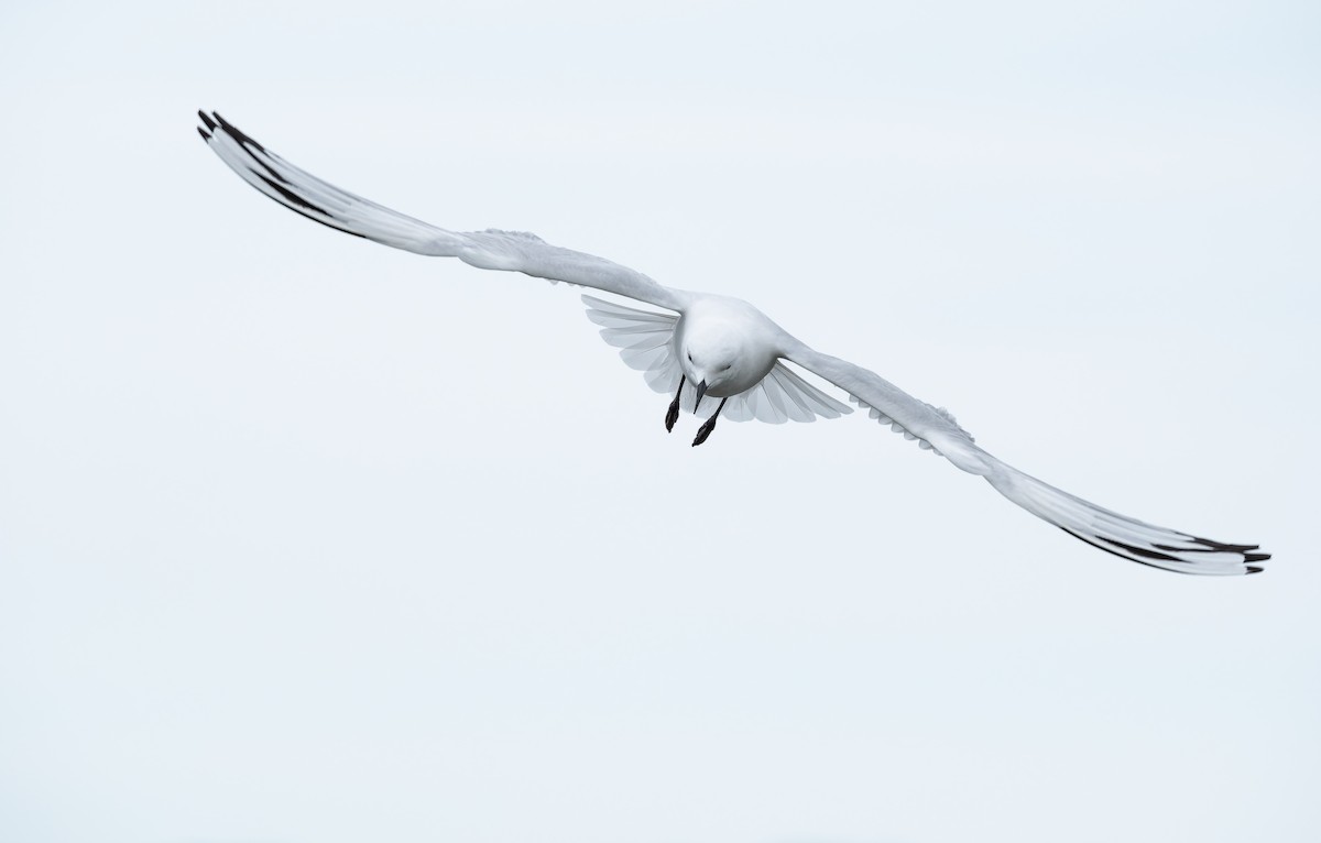 racek černozobý - ML646146629