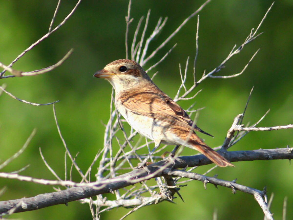 Red-backed Shrike - ML646146631