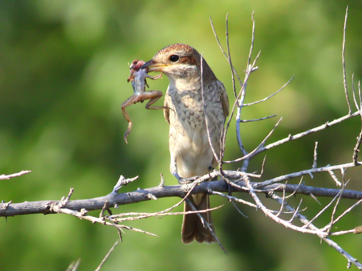 Red-backed Shrike - ML646146632