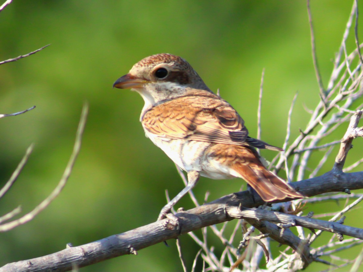 Red-backed Shrike - ML646146633