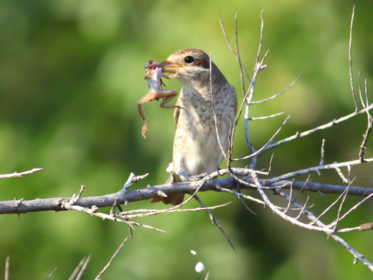 Red-backed Shrike - ML646146634