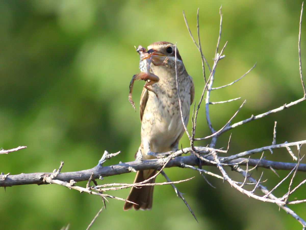 Red-backed Shrike - ML646146635