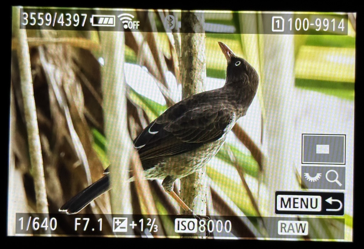 Pearly-eyed Thrasher - ML646146657