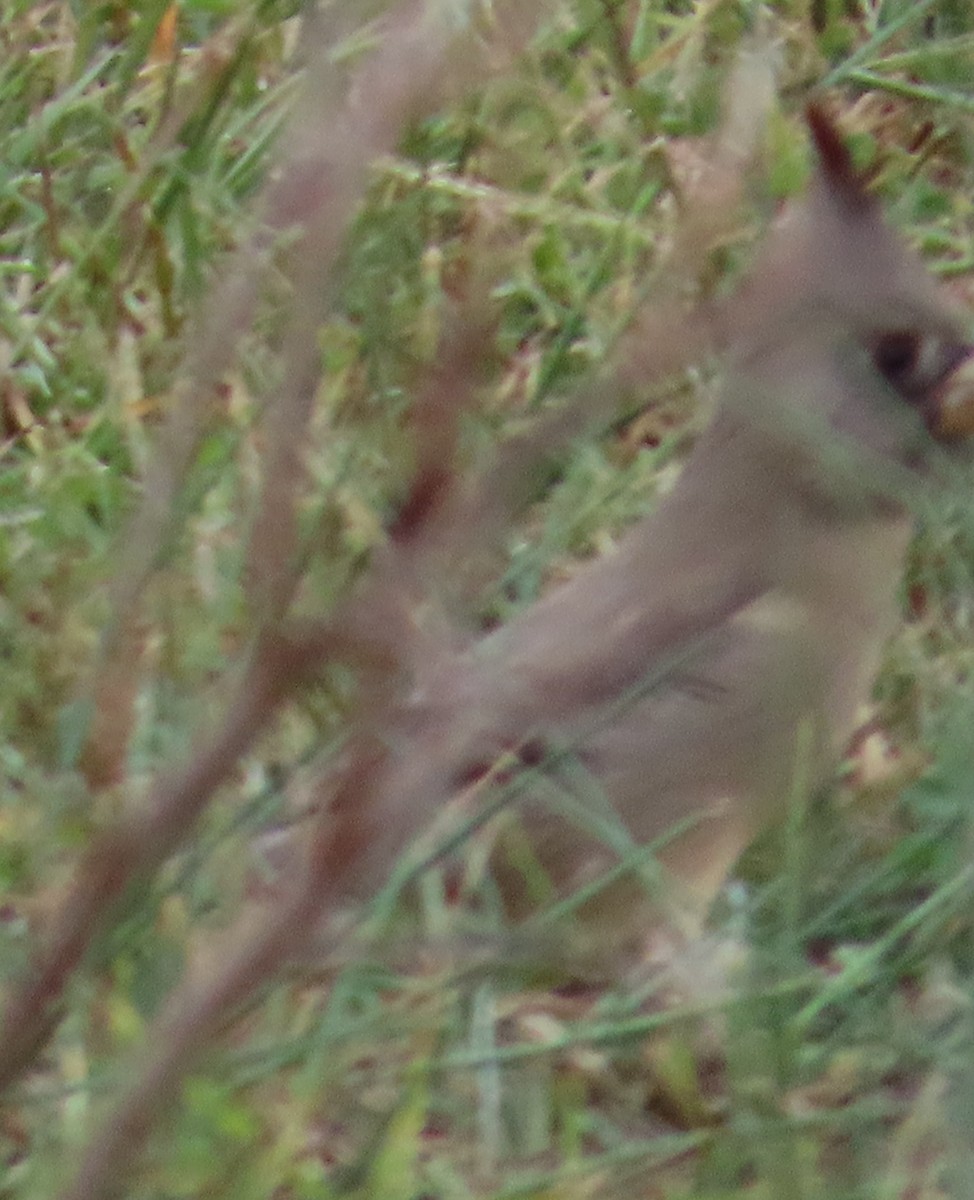 Pyrrhuloxia - ML646146661