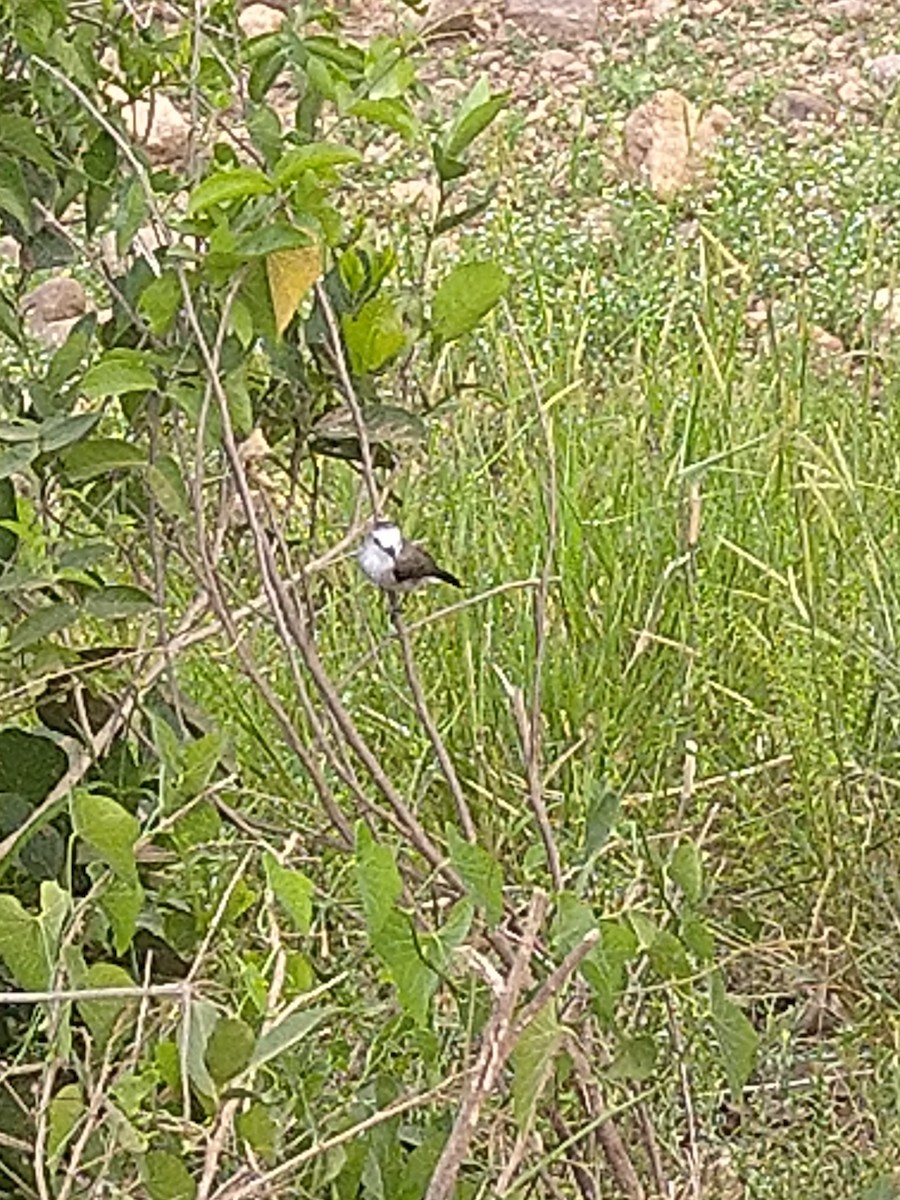 White-headed Marsh Tyrant - ML646146685