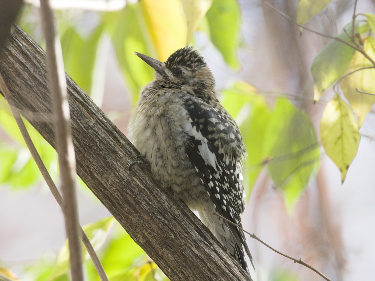 Yellow-bellied Sapsucker - ML646146687