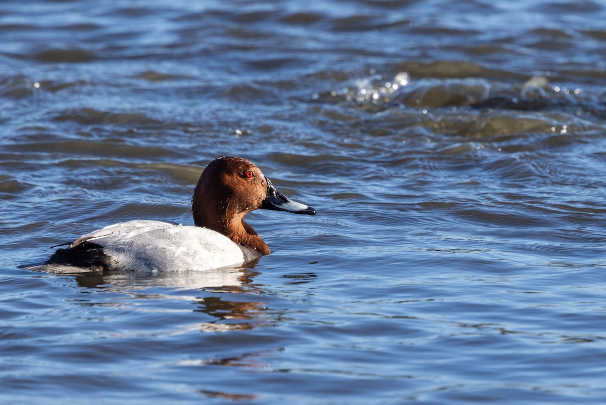 紅頭潛鴨 - ML646146693
