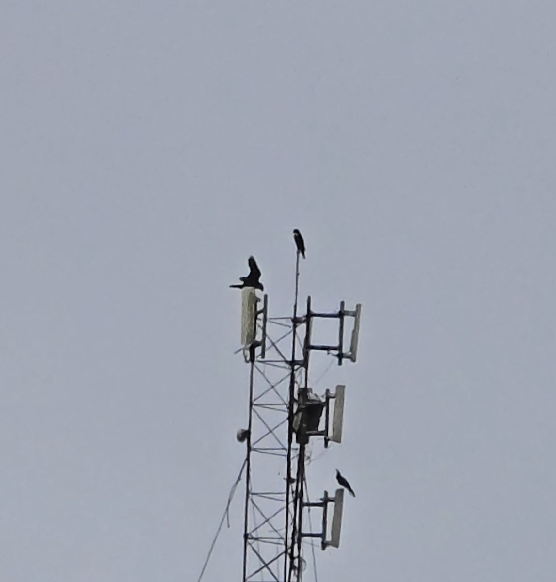 Orange-breasted Falcon - ML646146704