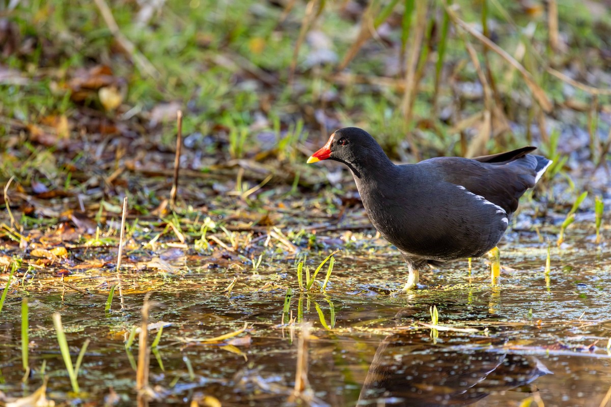 紅冠水雞 - ML646146718