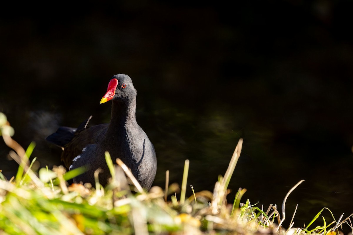 紅冠水雞 - ML646146719