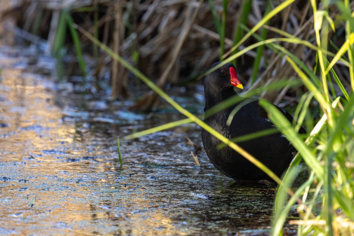 紅冠水雞 - ML646146720