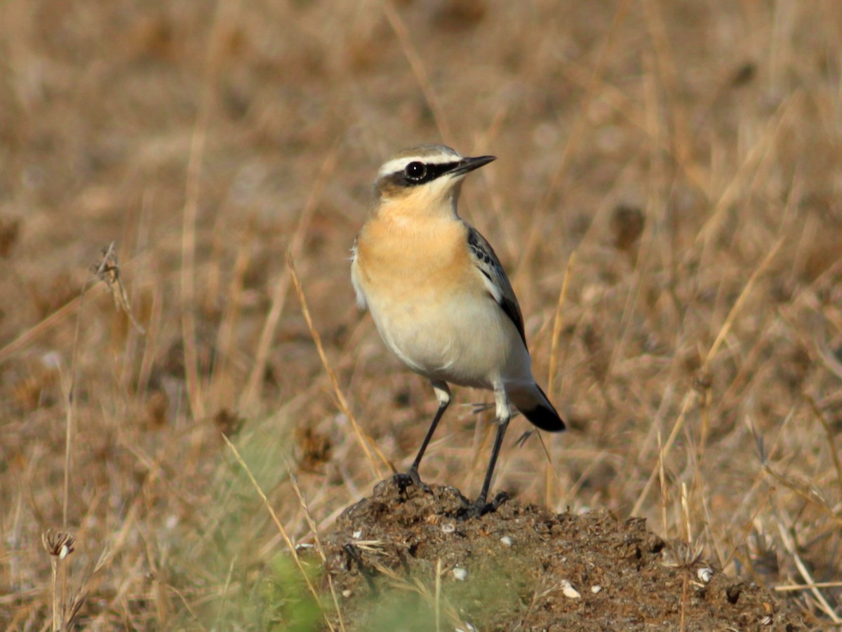 Northern Wheatear - ML646146723