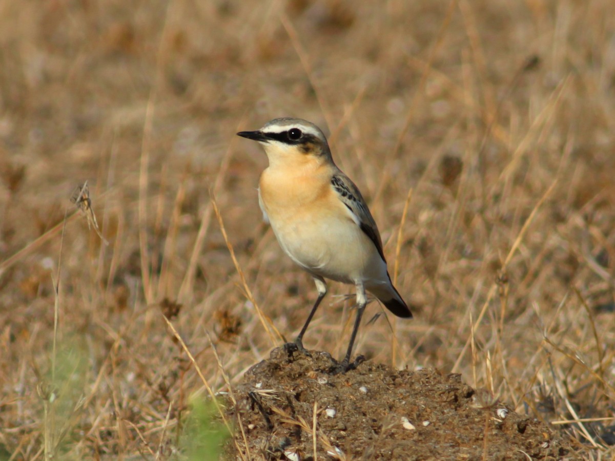 Northern Wheatear - ML646146724