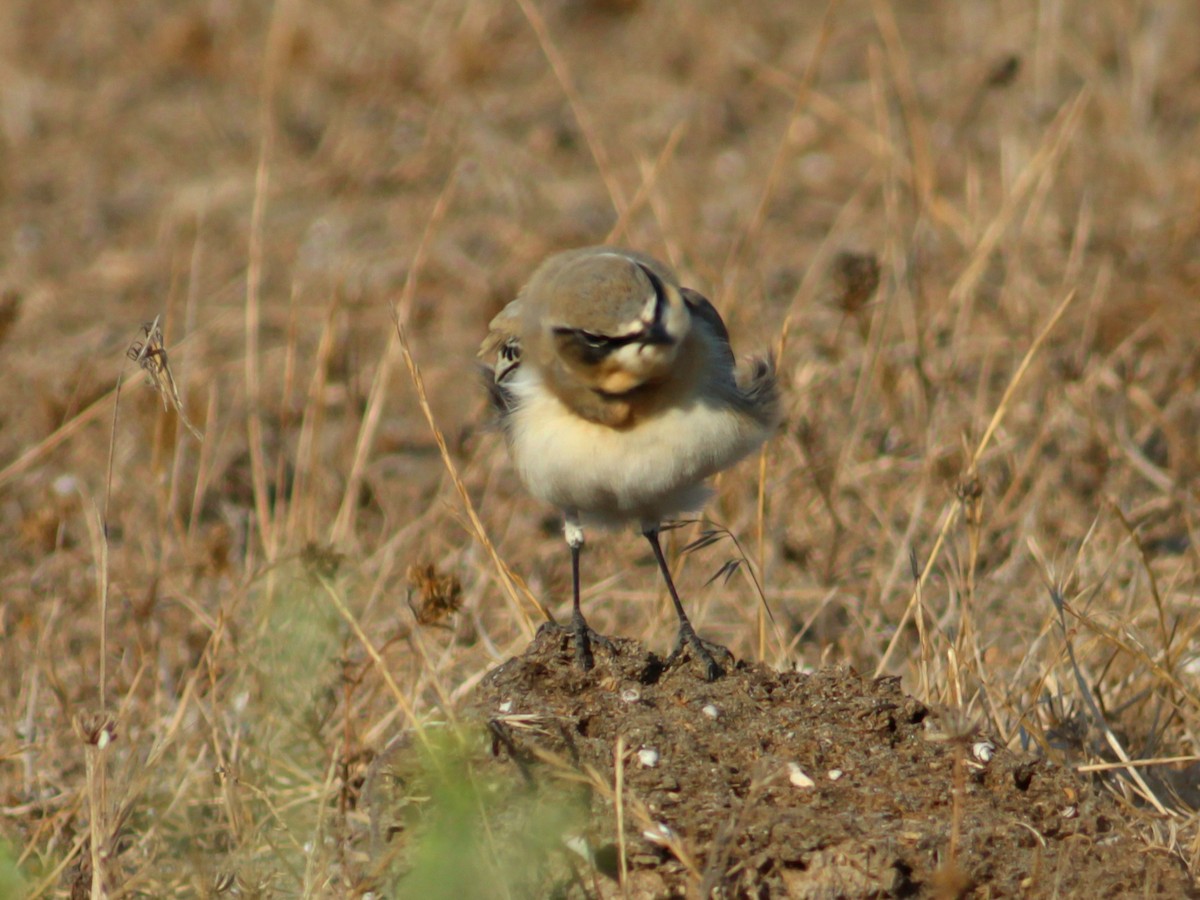 Northern Wheatear - ML646146725