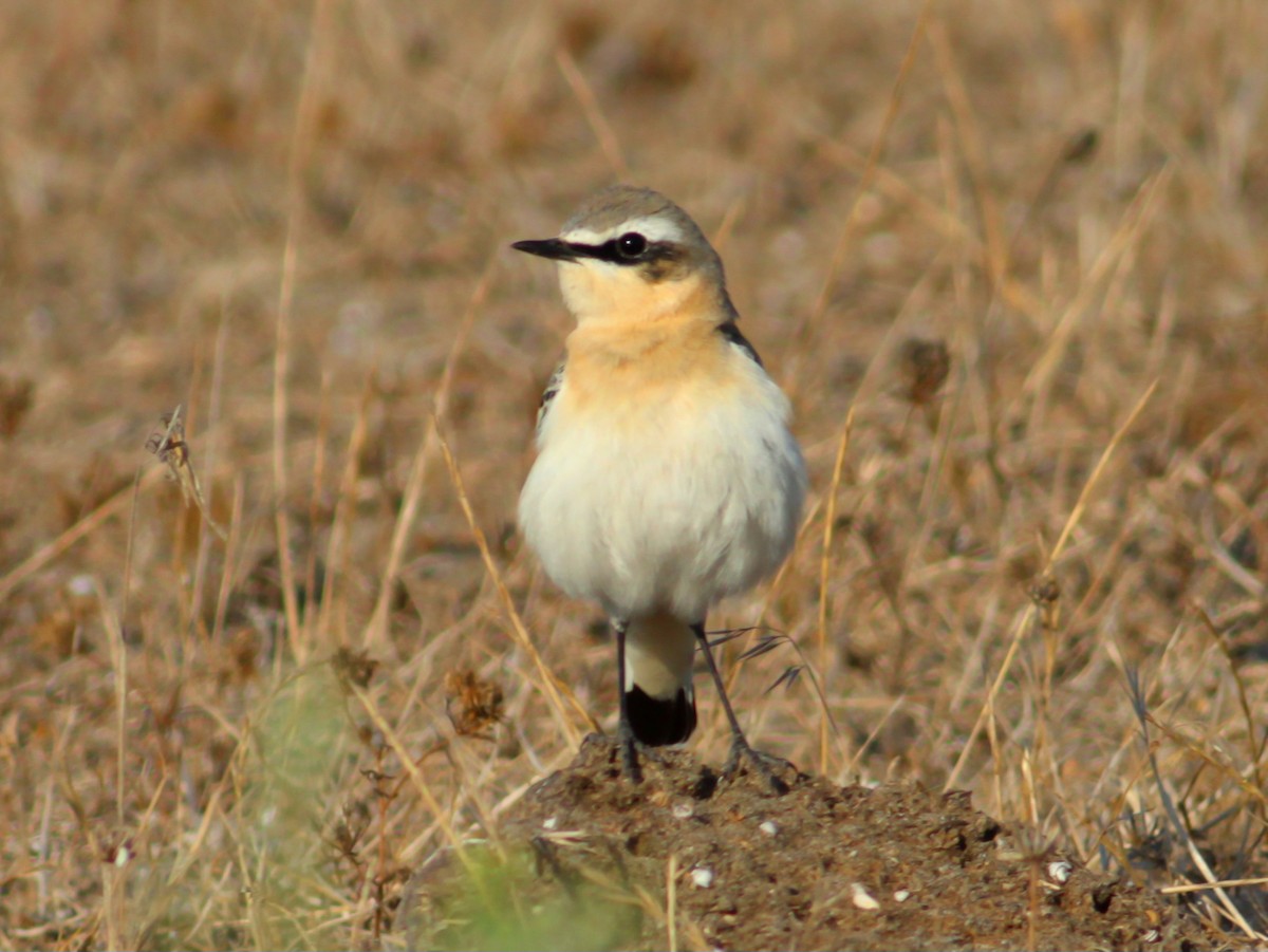 Northern Wheatear - ML646146726