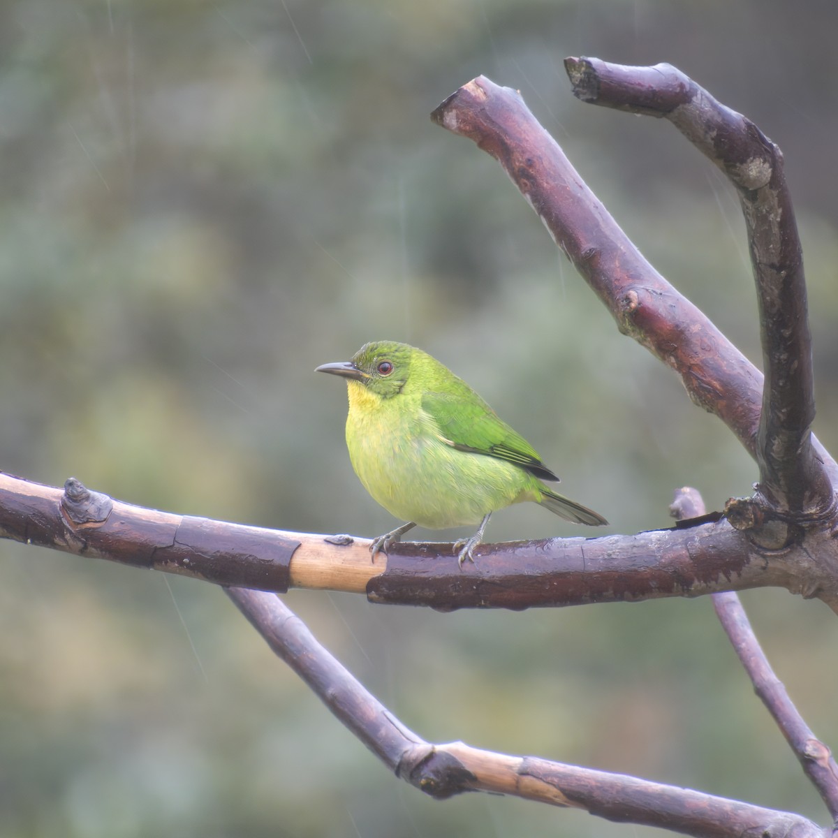 Green Honeycreeper - ML646146730
