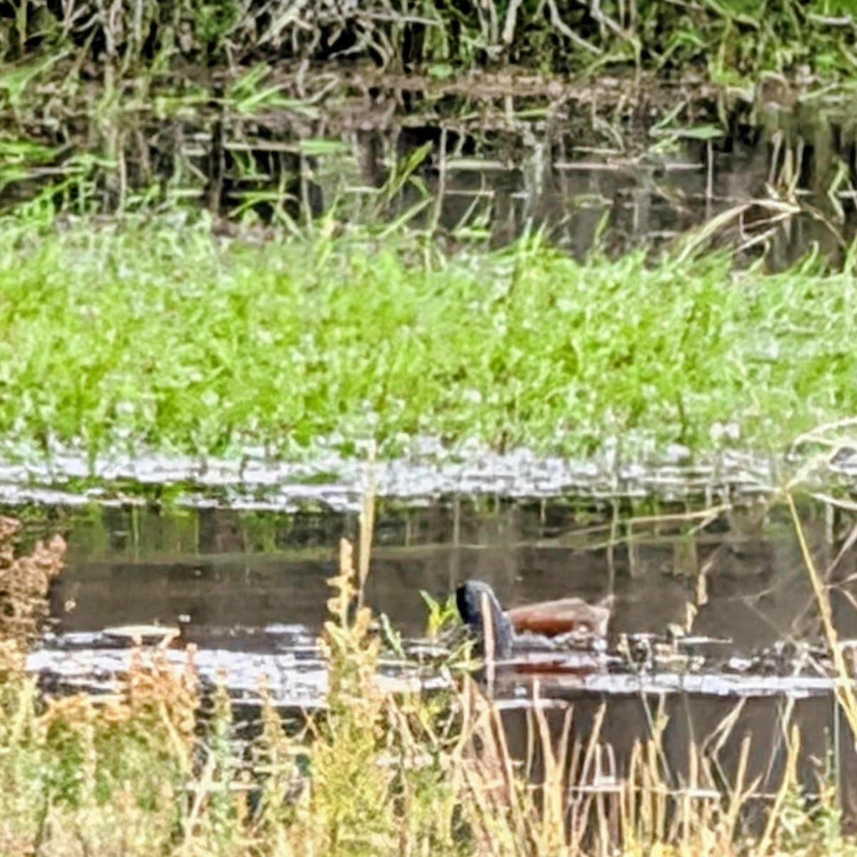 Gallineta Pintada - ML646146732