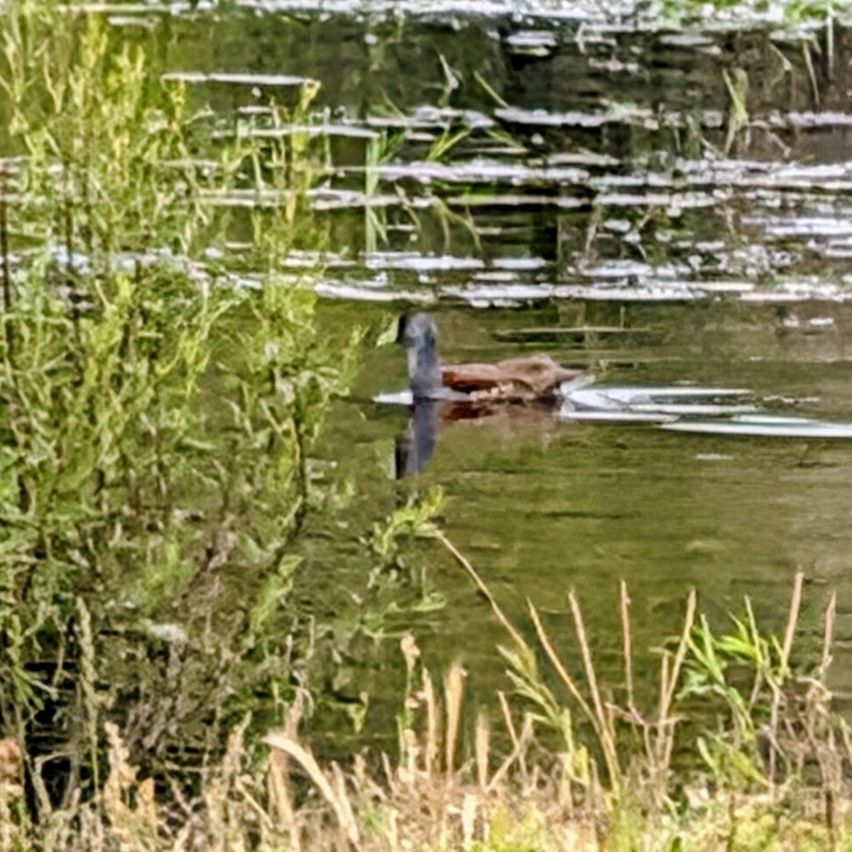 Gallineta Pintada - ML646146733