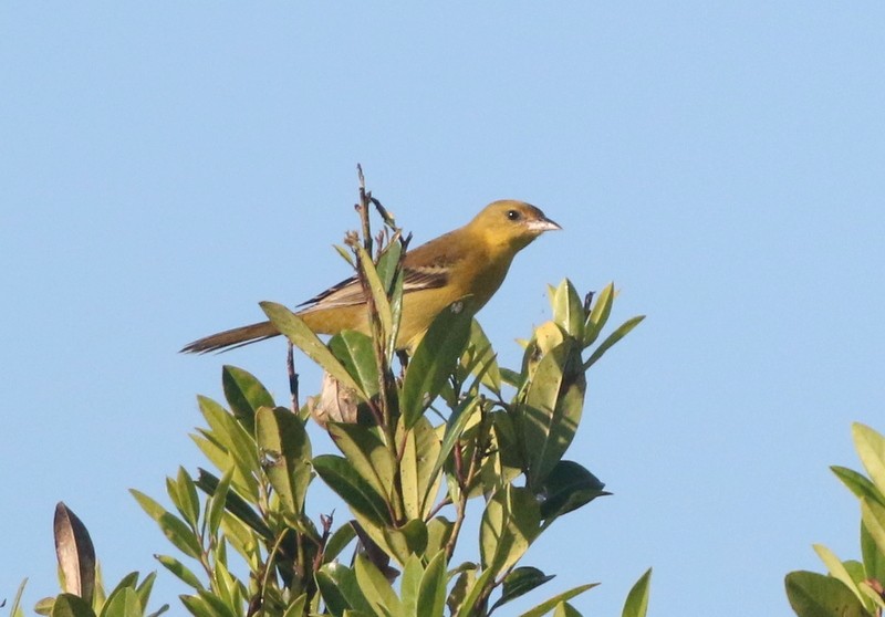 Orchard Oriole - ML646146734