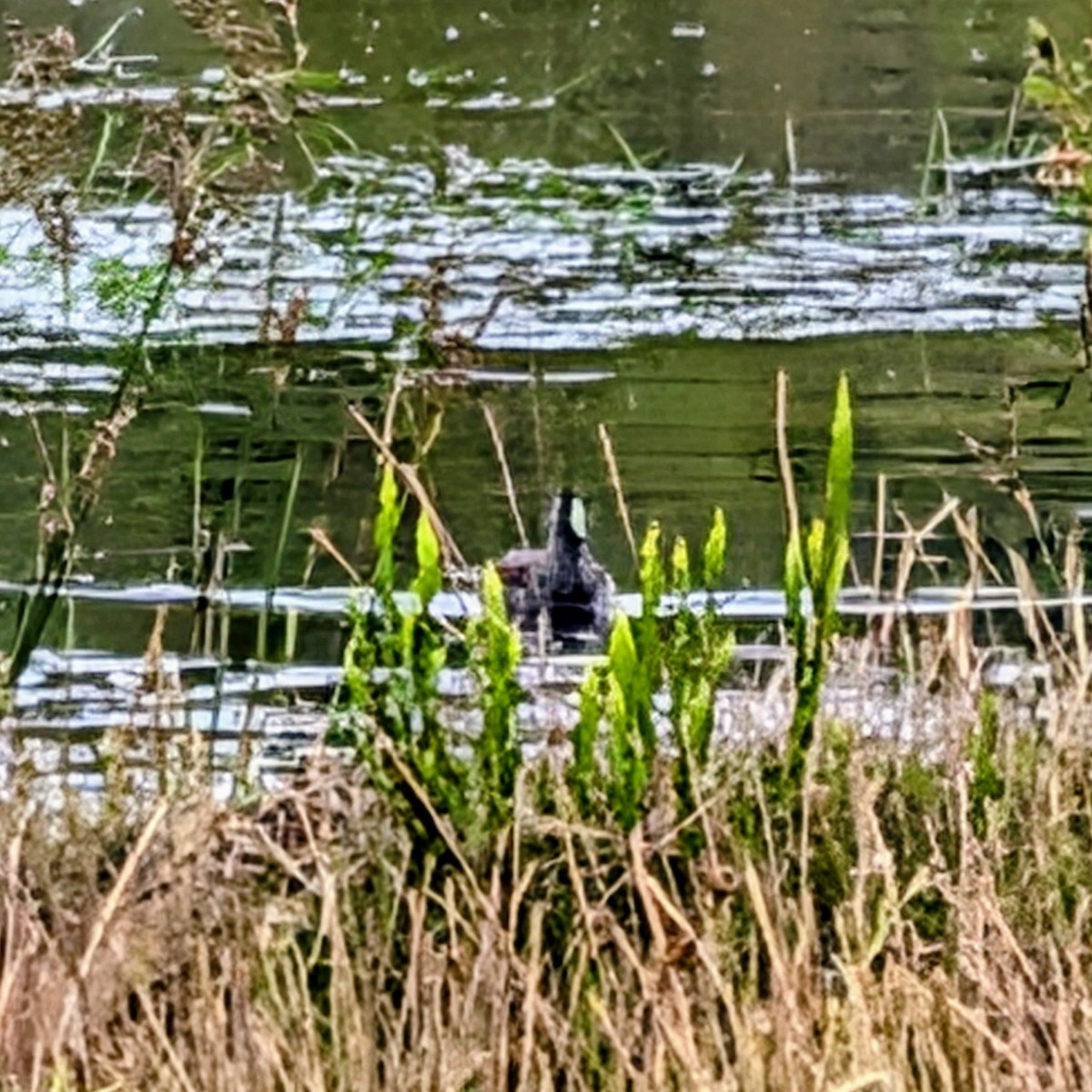 Gallineta Pintada - ML646146735