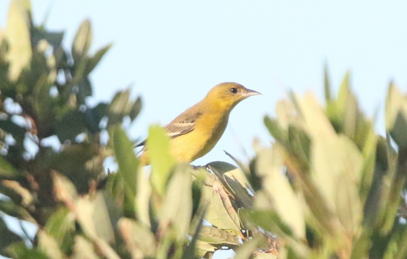 Orchard Oriole - ML646146736
