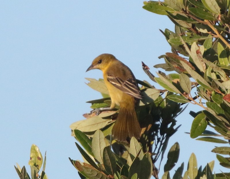 Orchard Oriole - ML646146737