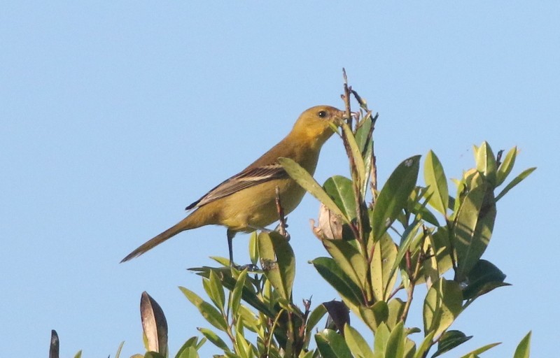 Orchard Oriole - ML646146738