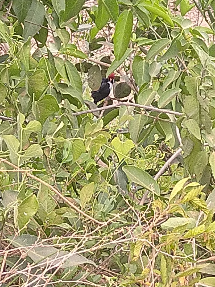 Yellow-billed Cardinal - ML646146764