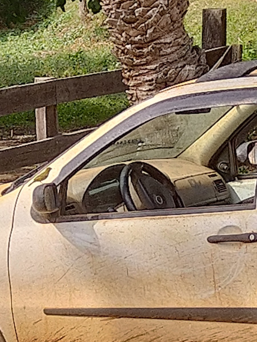 Saffron Finch - ML646146785