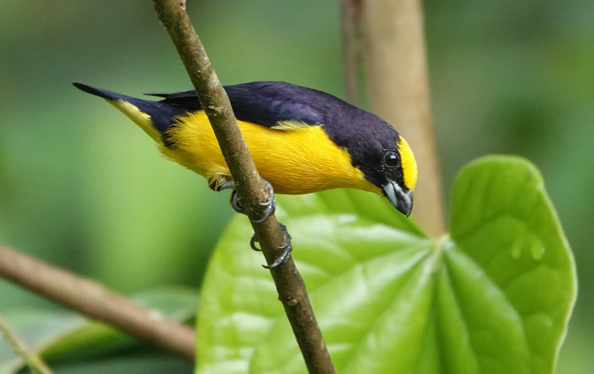 Thick-billed Euphonia - ML646146788