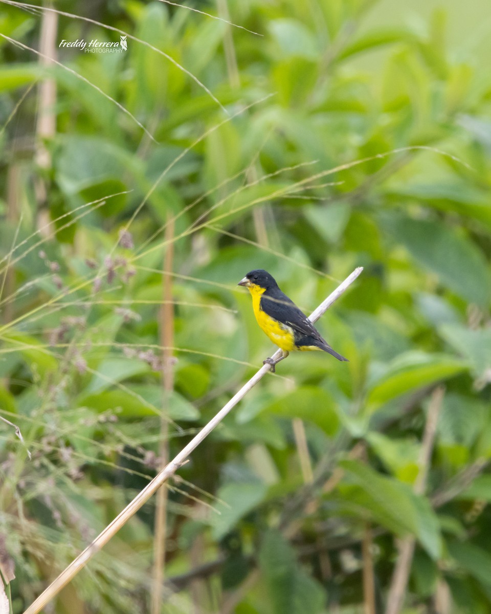 Lesser Goldfinch - ML646146790