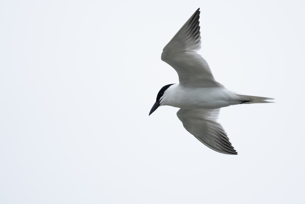 sumpsandterne - ML646146798