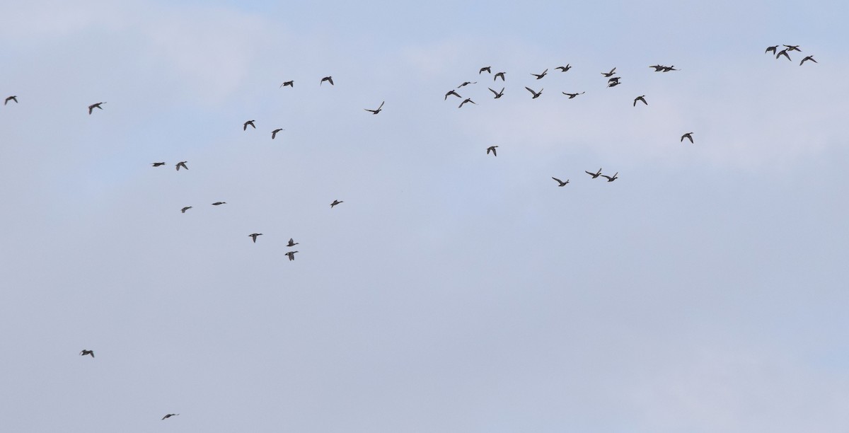 kopřivka obecná - ML646146804