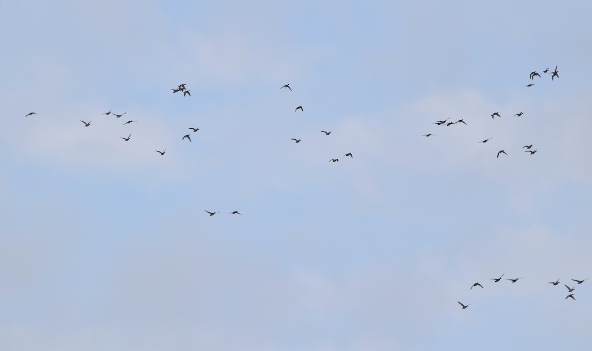 kopřivka obecná - ML646146807