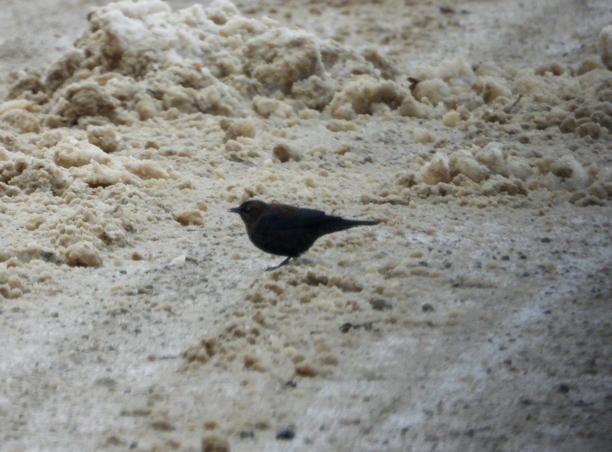 Zanate Canadiense - ML646146809