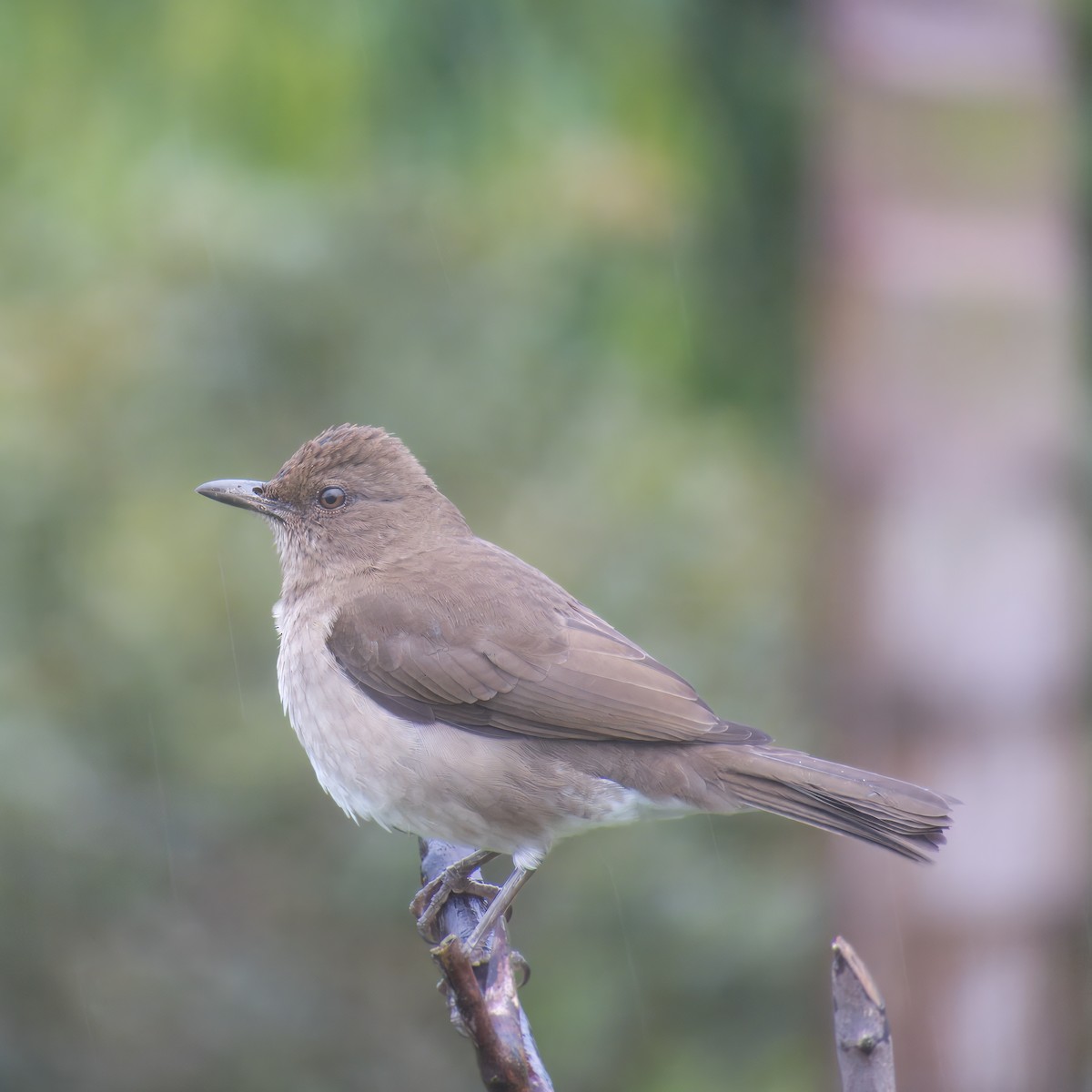 Black-billed Thrush - ML646146812
