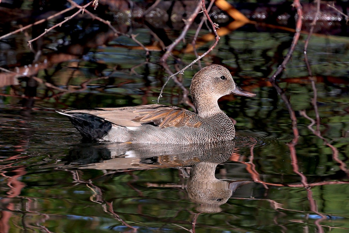 kopřivka obecná - ML646146821