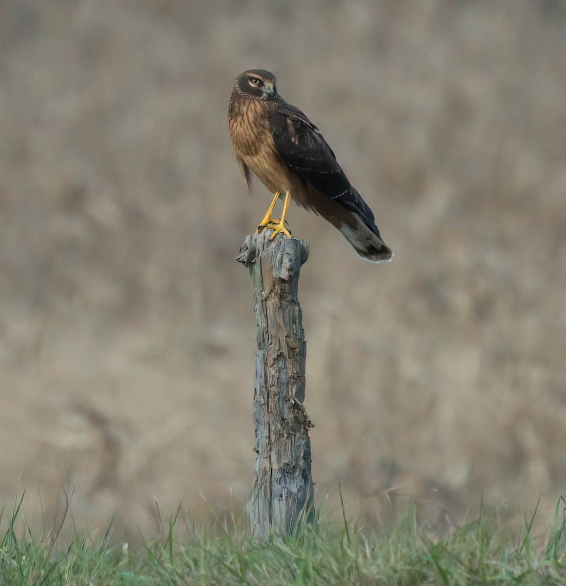 Northern Harrier - ML646146822
