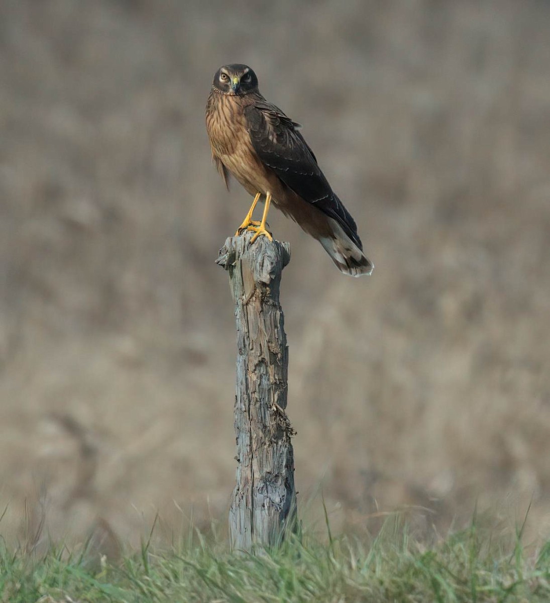 Northern Harrier - ML646146825