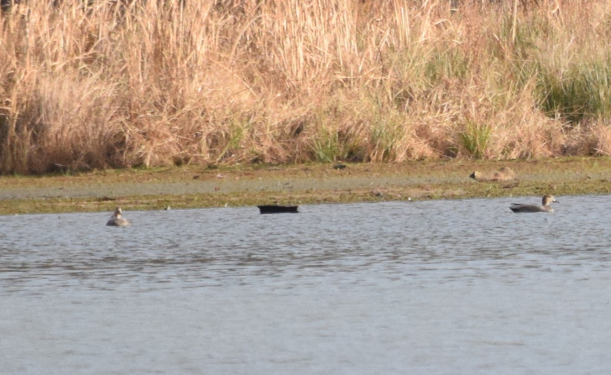 kopřivka obecná - ML646146826