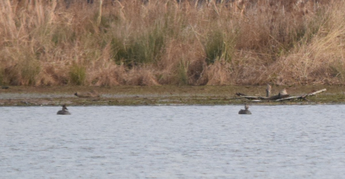 kopřivka obecná - ML646146827