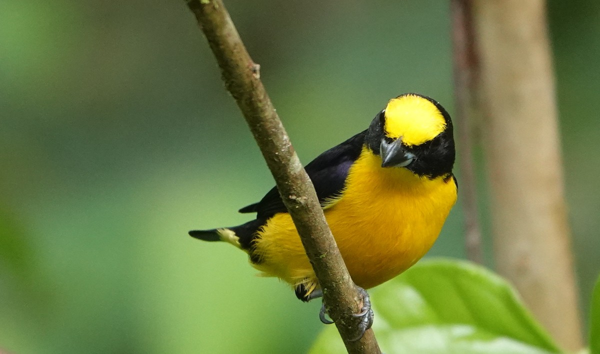 Eufonia Piquigruesa - ML646146828