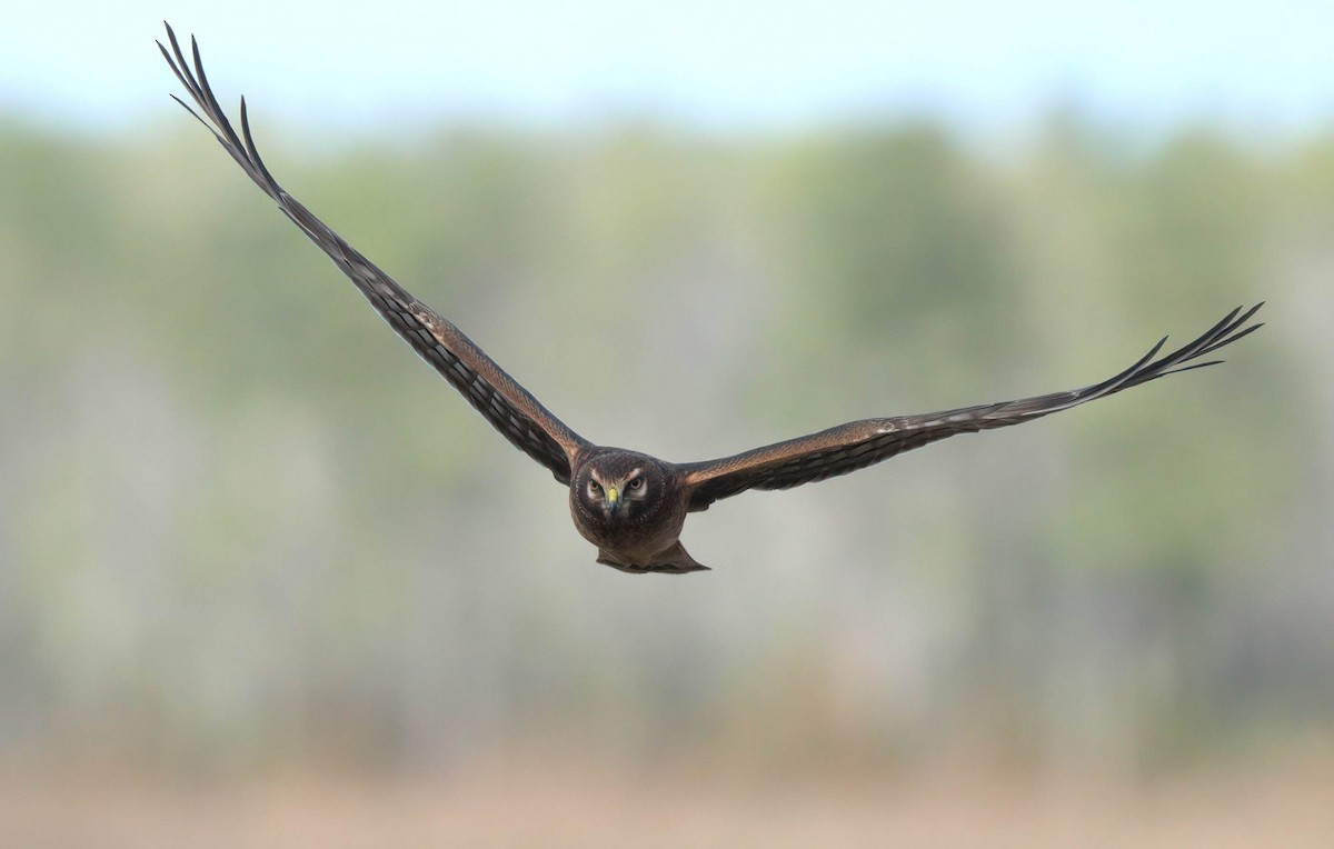 Northern Harrier - ML646146829
