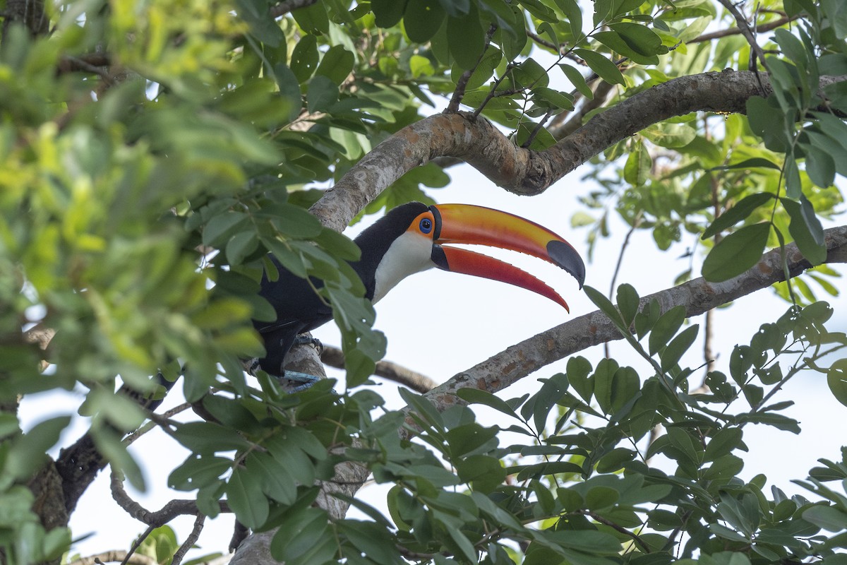 Toco Toucan - ML646146830