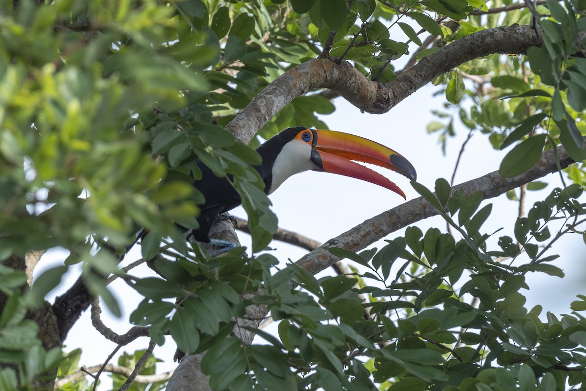 Toco Toucan - ML646146831