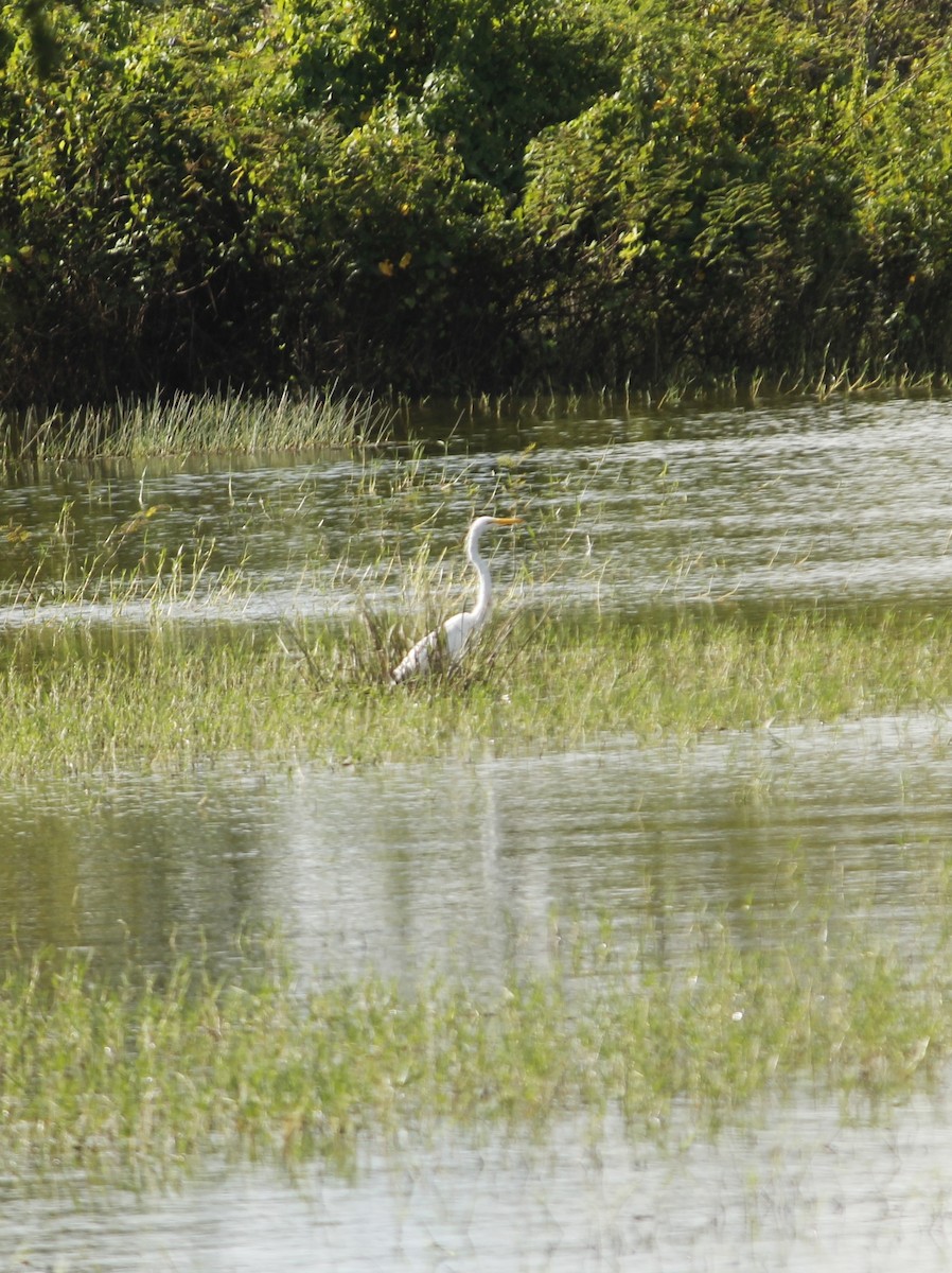 volavka bílá - ML646146835