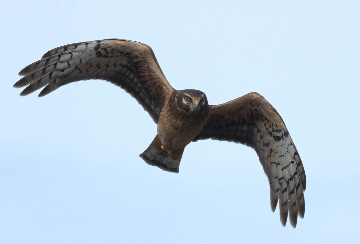 Northern Harrier - ML646146836