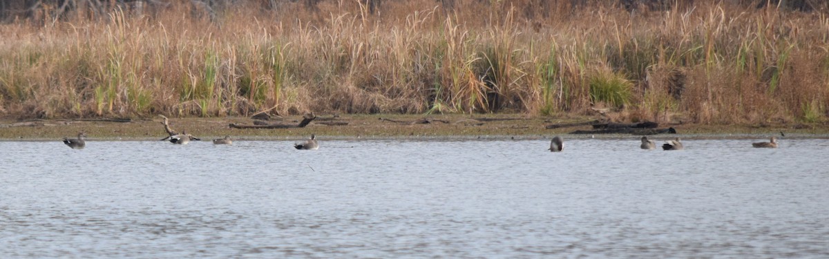 kopřivka obecná - ML646146837