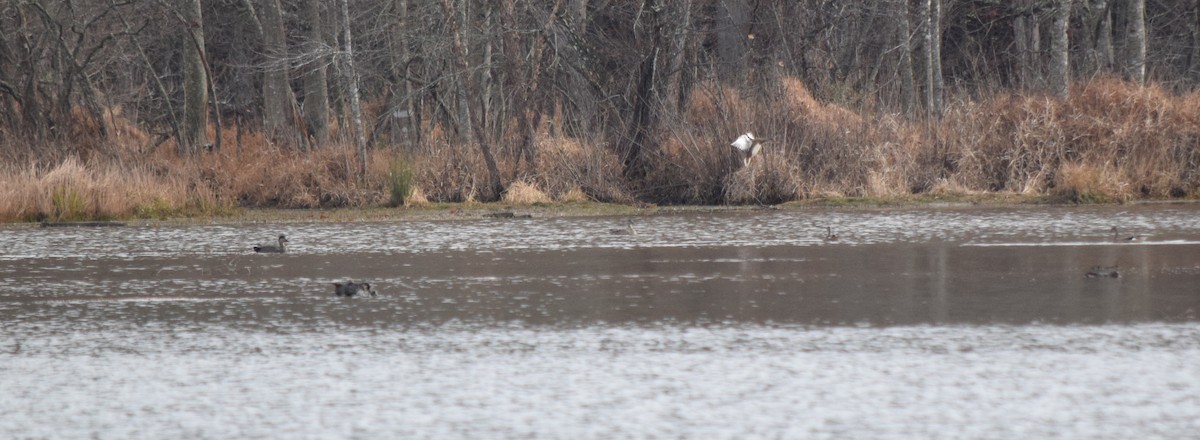 kopřivka obecná - ML646146838